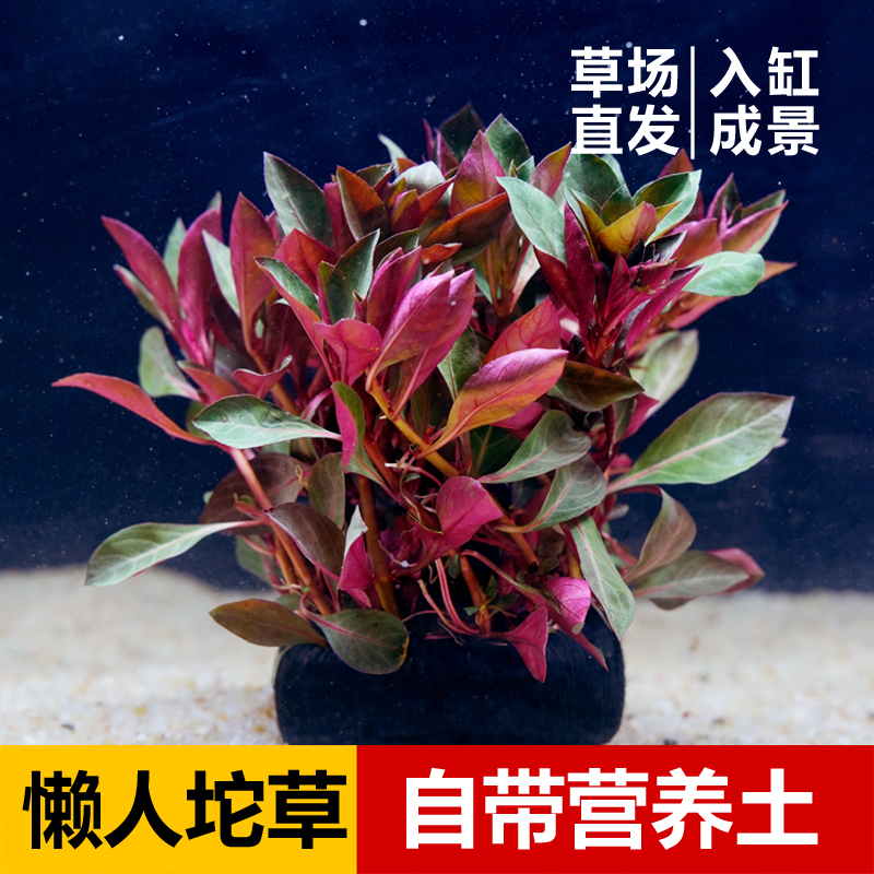 【紫红丁香坨草】懒人水草 带根发货 免种植  净化水质入缸成景