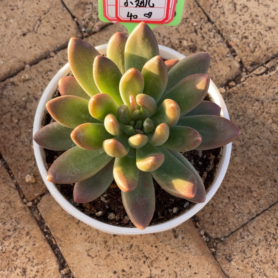 *****小妞儿。    40。        多肉