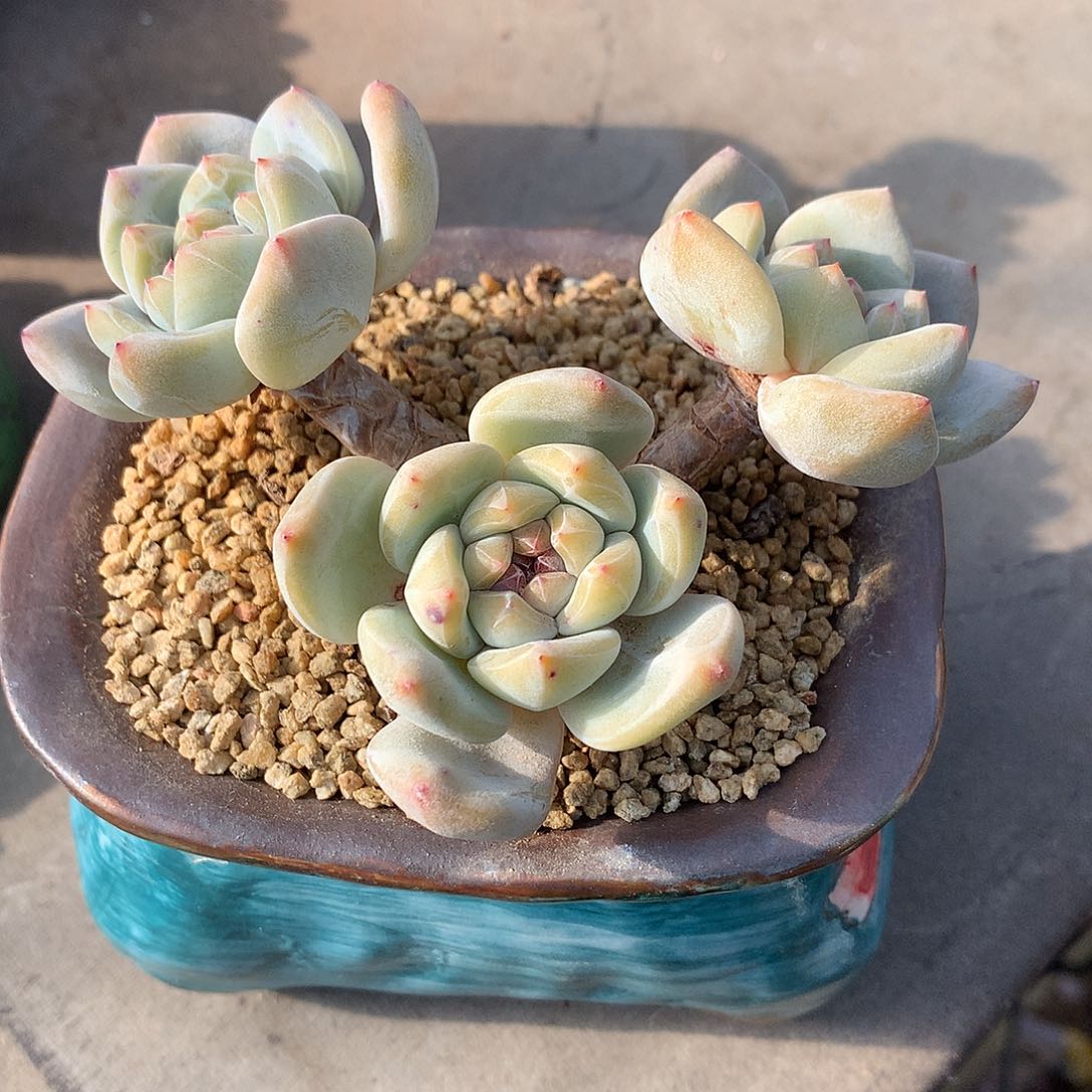 一物一拍，星影高老庄