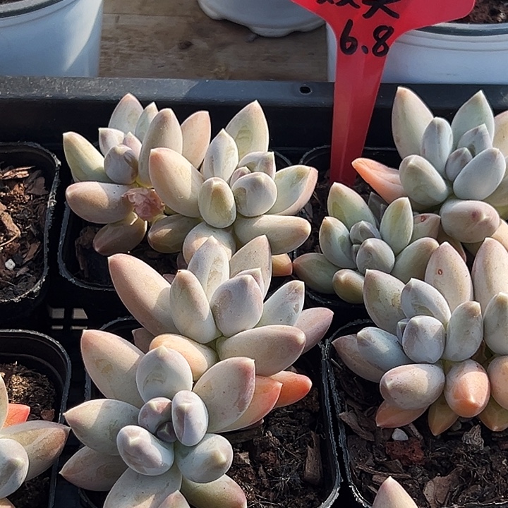   双头     松果美人