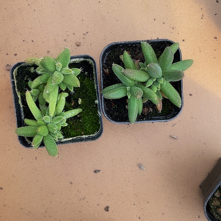 玉米枝干带盆土发货