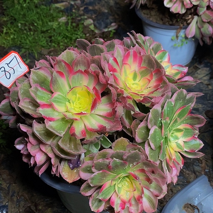 玉芙蓉老桩法师851号