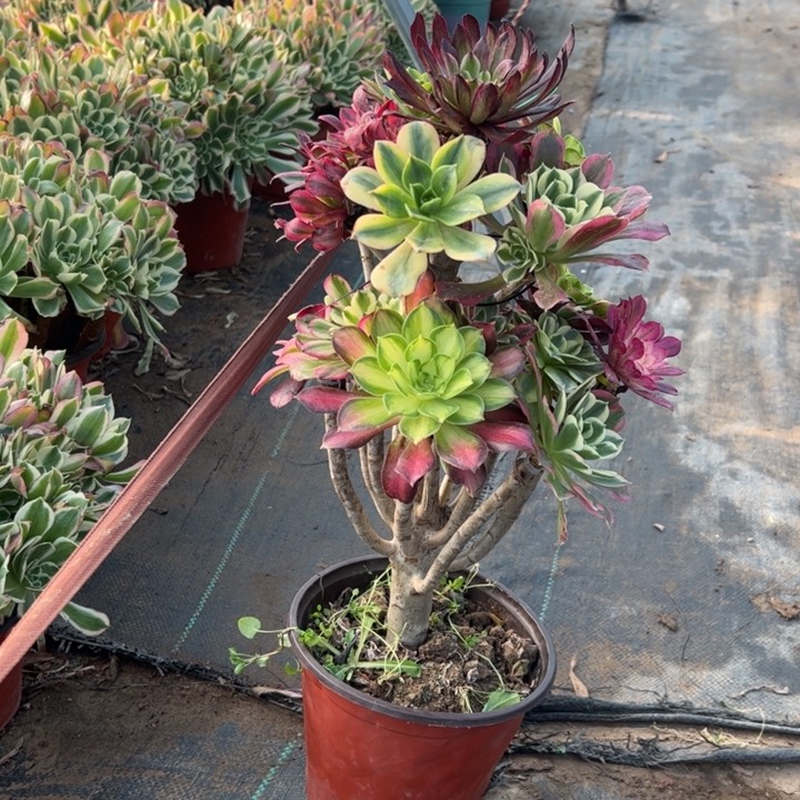 45嫁接多肉多肉多肉