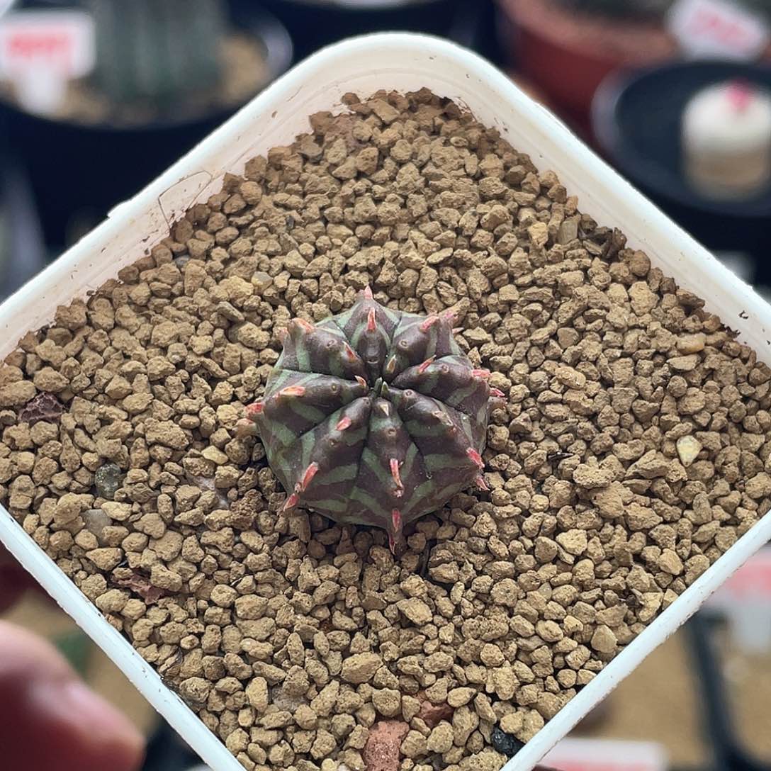 实生坤坤法丽达 致远多肉