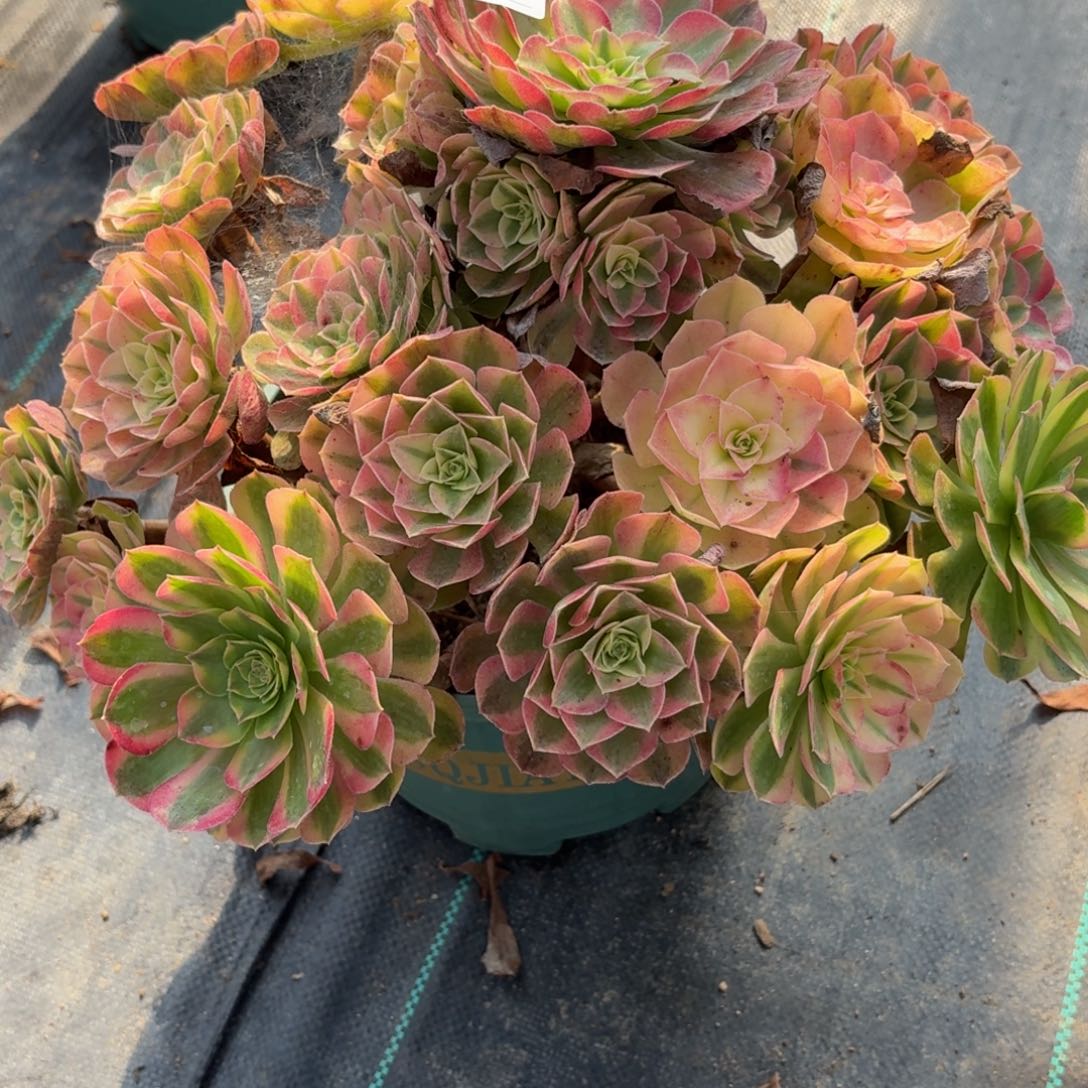 307大雨河福利特价多肉植物