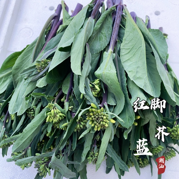 潮汕本地农家菜正宗棉湖红脚芥兰包鲜包好食当天现摘顺丰隔天到