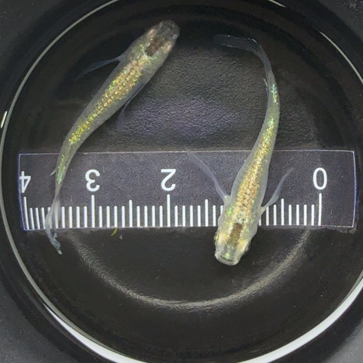 青鳉鱼长鳍绿光30号