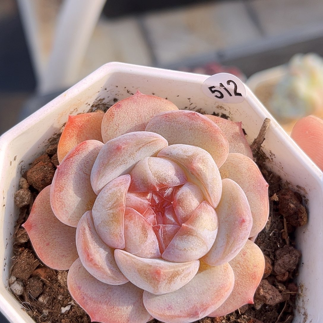 512  糖炒栗子珍妮满18包邮