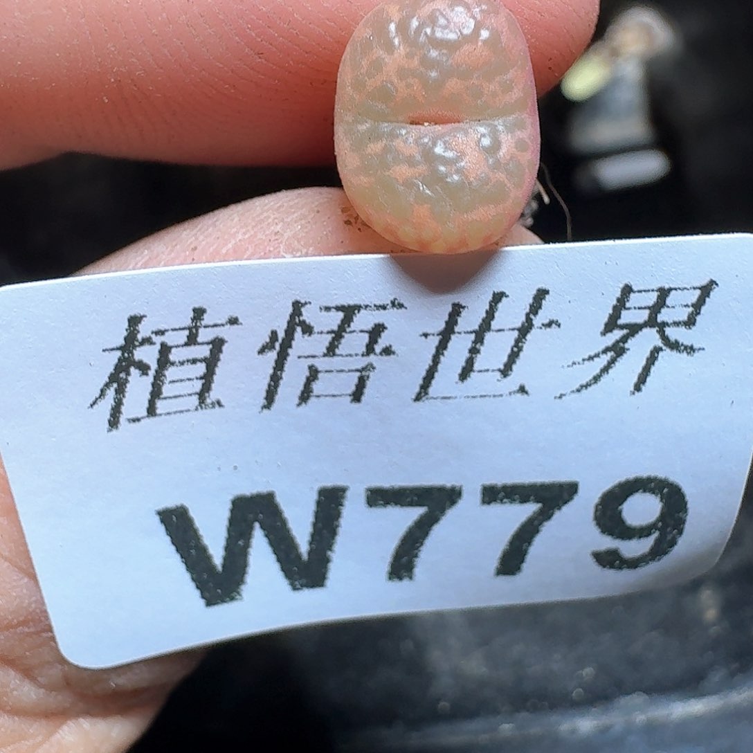 779盒多肉植物哇c g