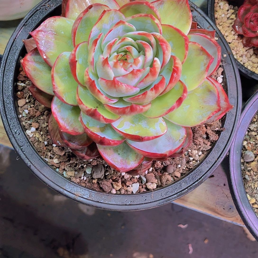 ᦗ***.惊鸿Ａ830号一颗一物一拍