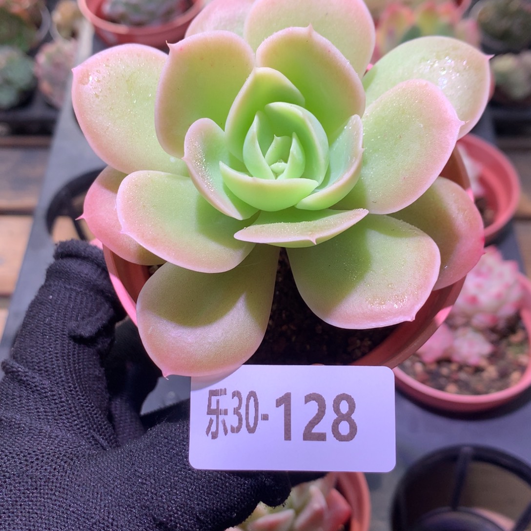 乐然30-128 柠檬酸橙 