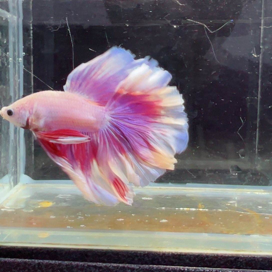 斗鱼浅色特殊尾hhhh