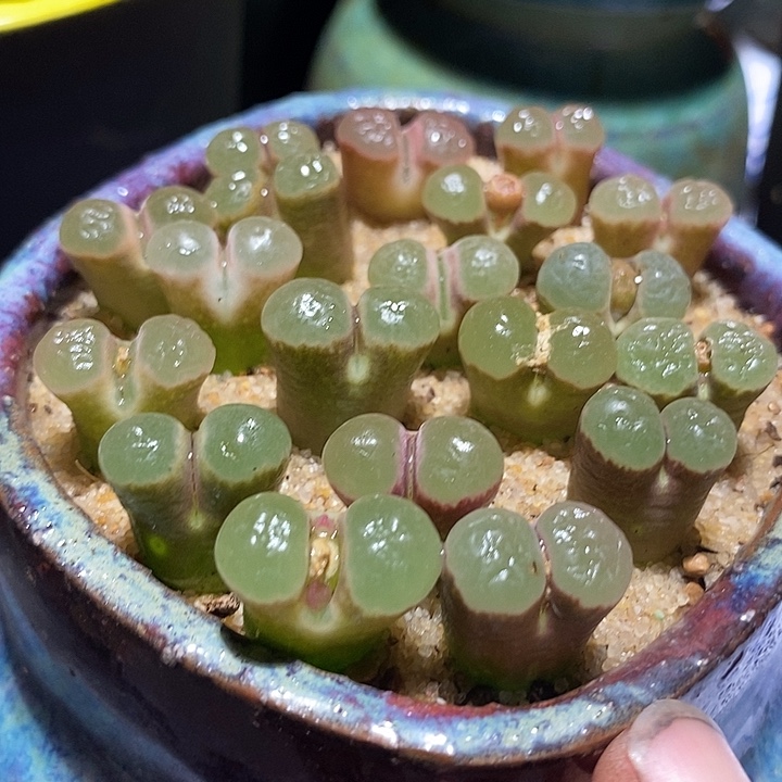 小粉磁铁一组五颗