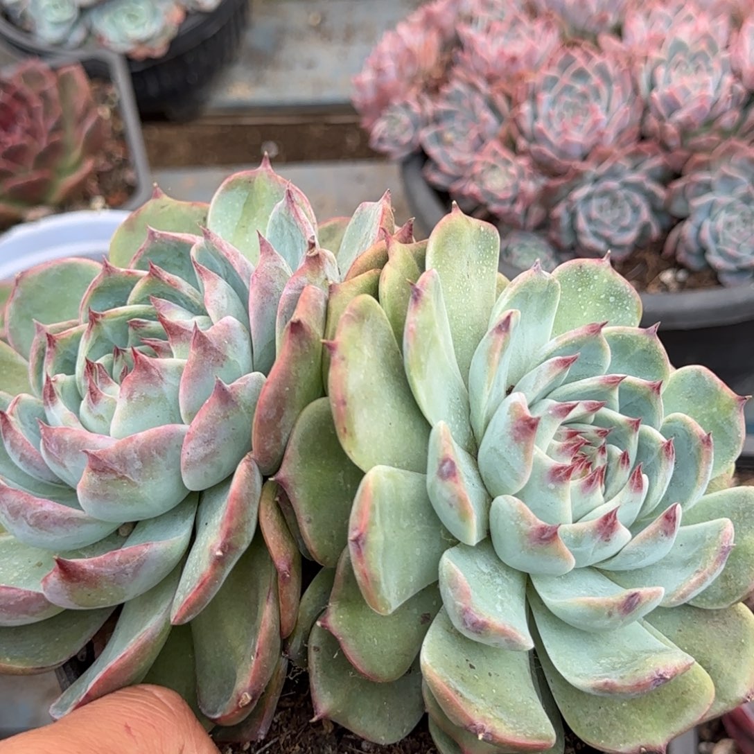 娃娃惊鸿一物一拍包装收缩花旱