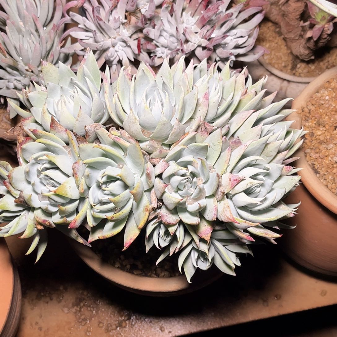 6730刘丹雪山多肉