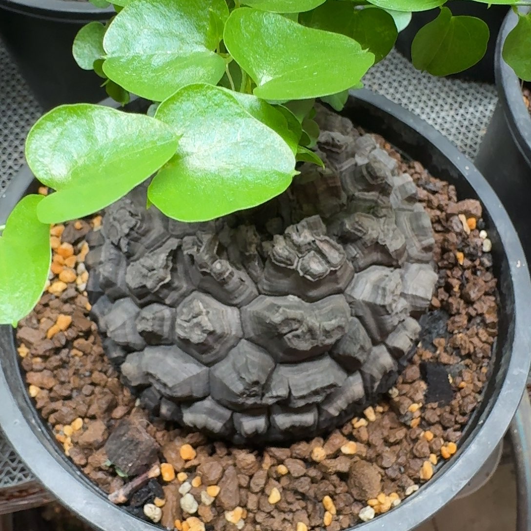 284南非龟甲龙哈哈哈