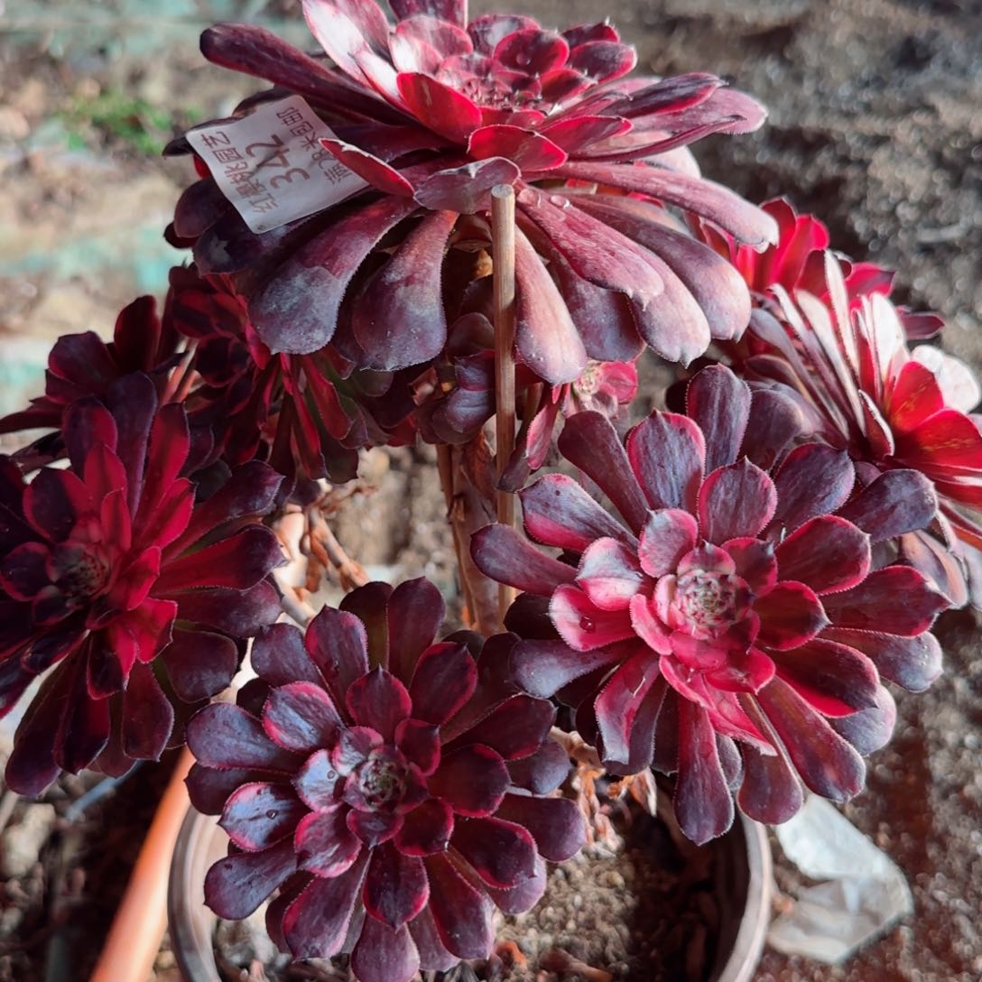 颜花法师多肉342