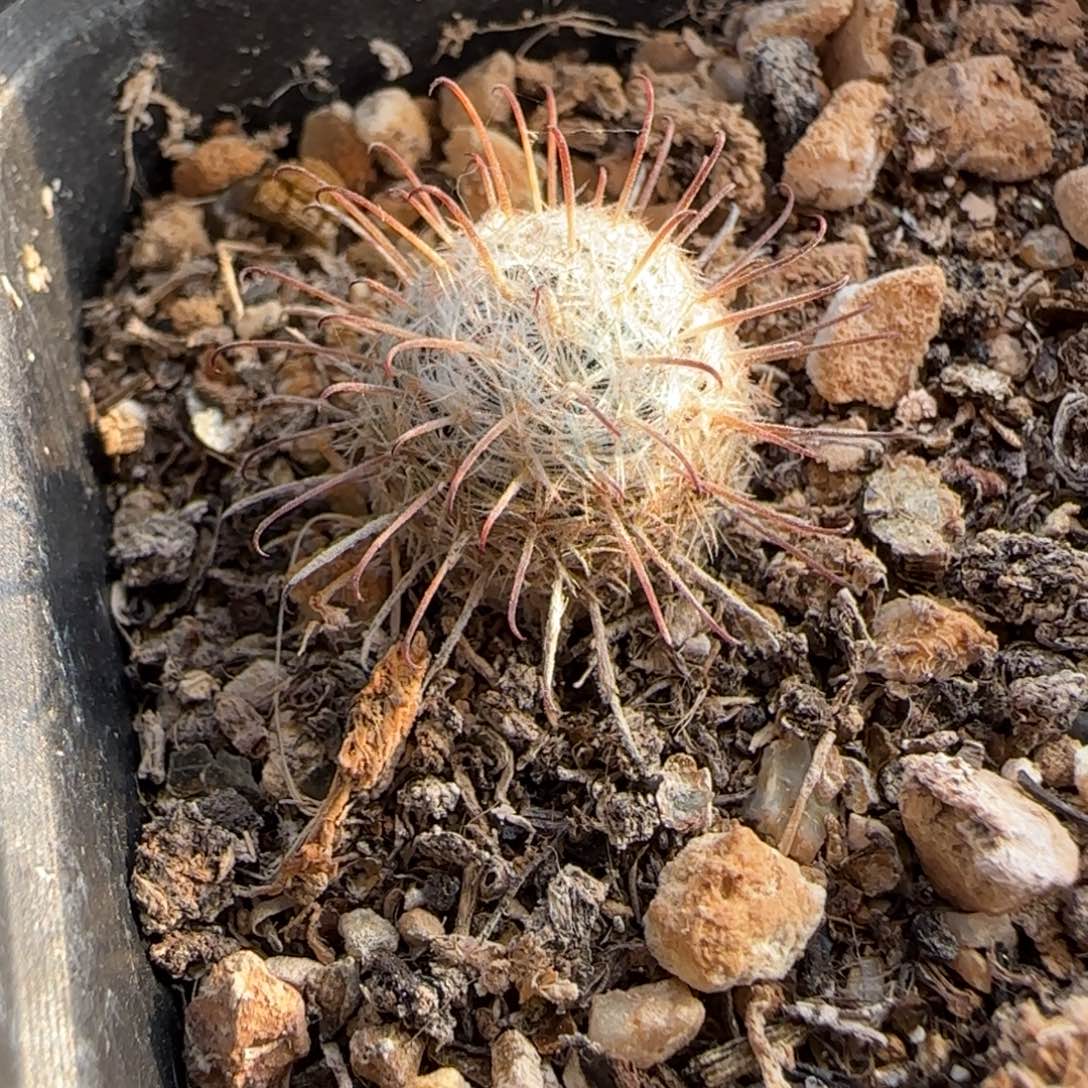 04实生苍白旗多肉1.3