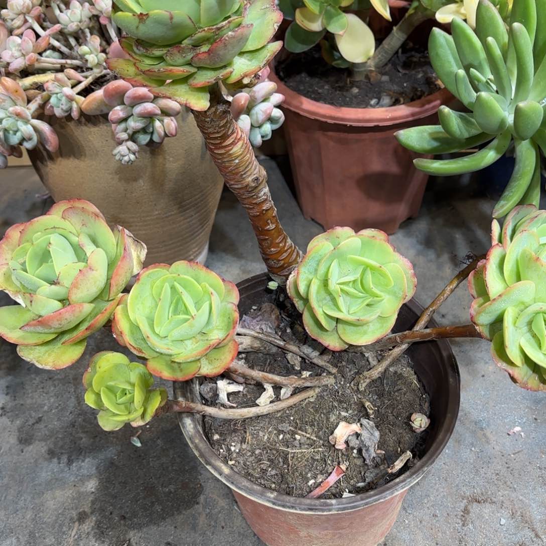 同温层多肉355碧桃