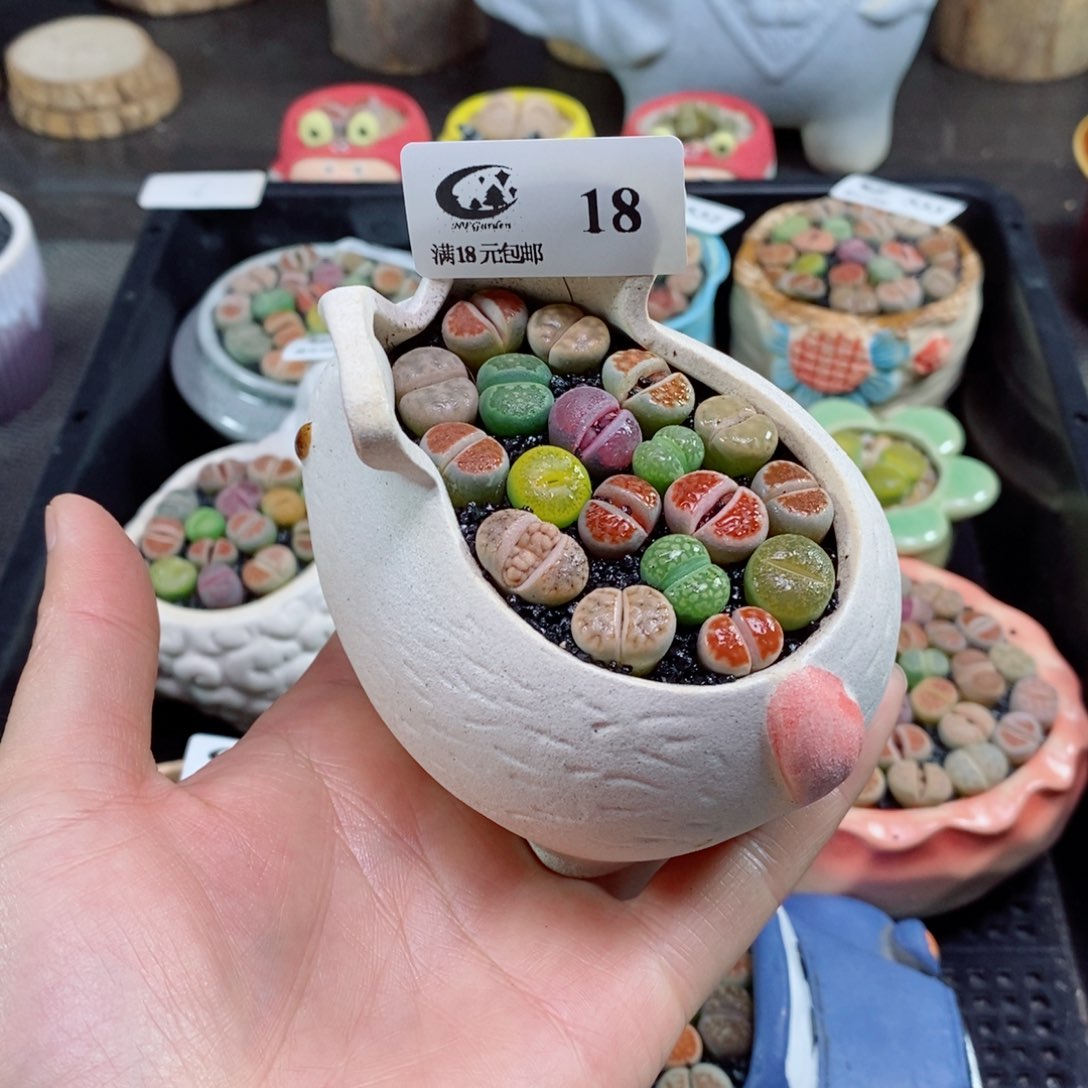 生石花花花花花花18