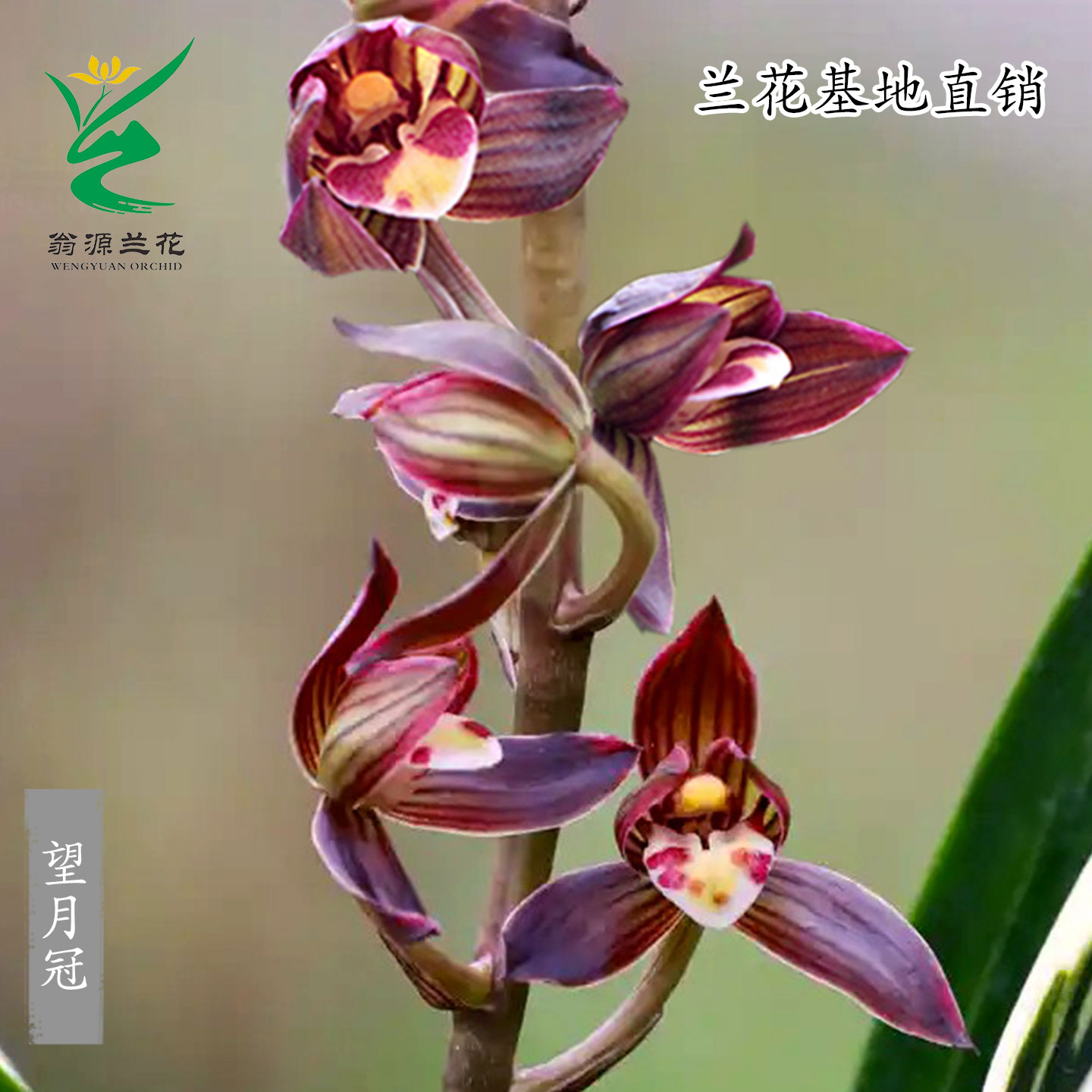 翁源兰花高端墨兰老种望月冠金边荷瓣带花浓香型绿植花卉盆栽