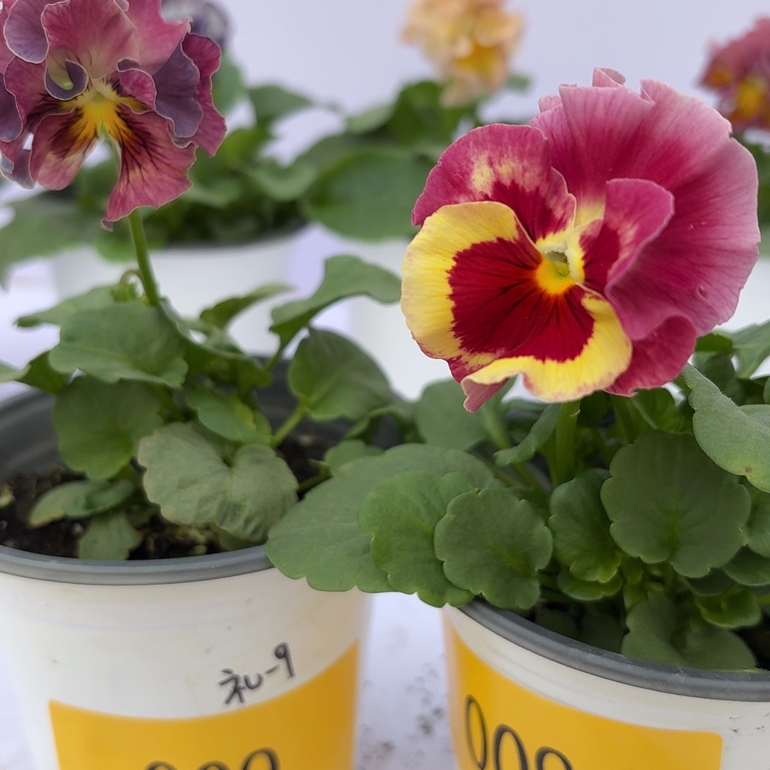 少量花朵（建议范围：2朵-5朵 或40%以下）