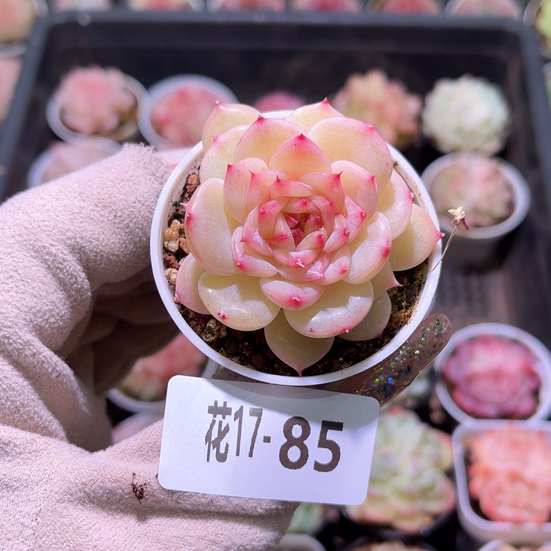 花利美17-85新麦秆