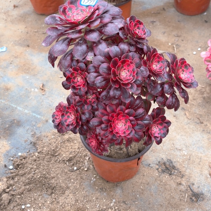 香奈儿造型桩1559法师多肉