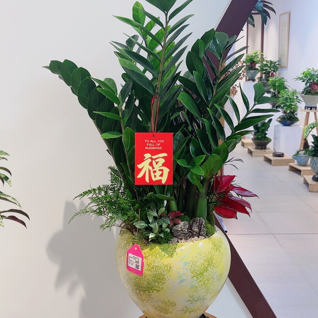 无花朵高端盆景一物一拍