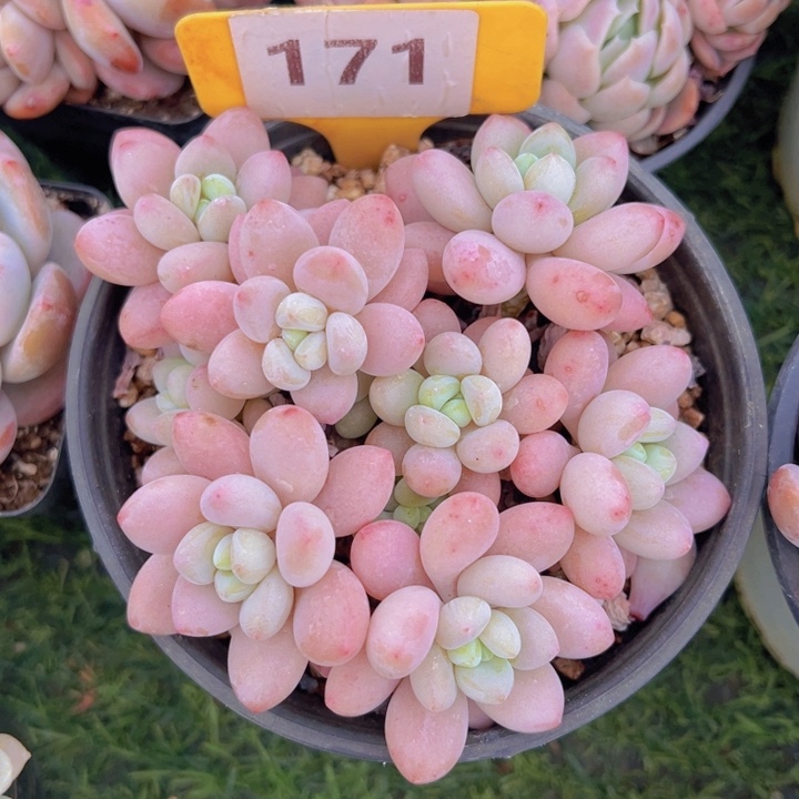 健健康康平平安安