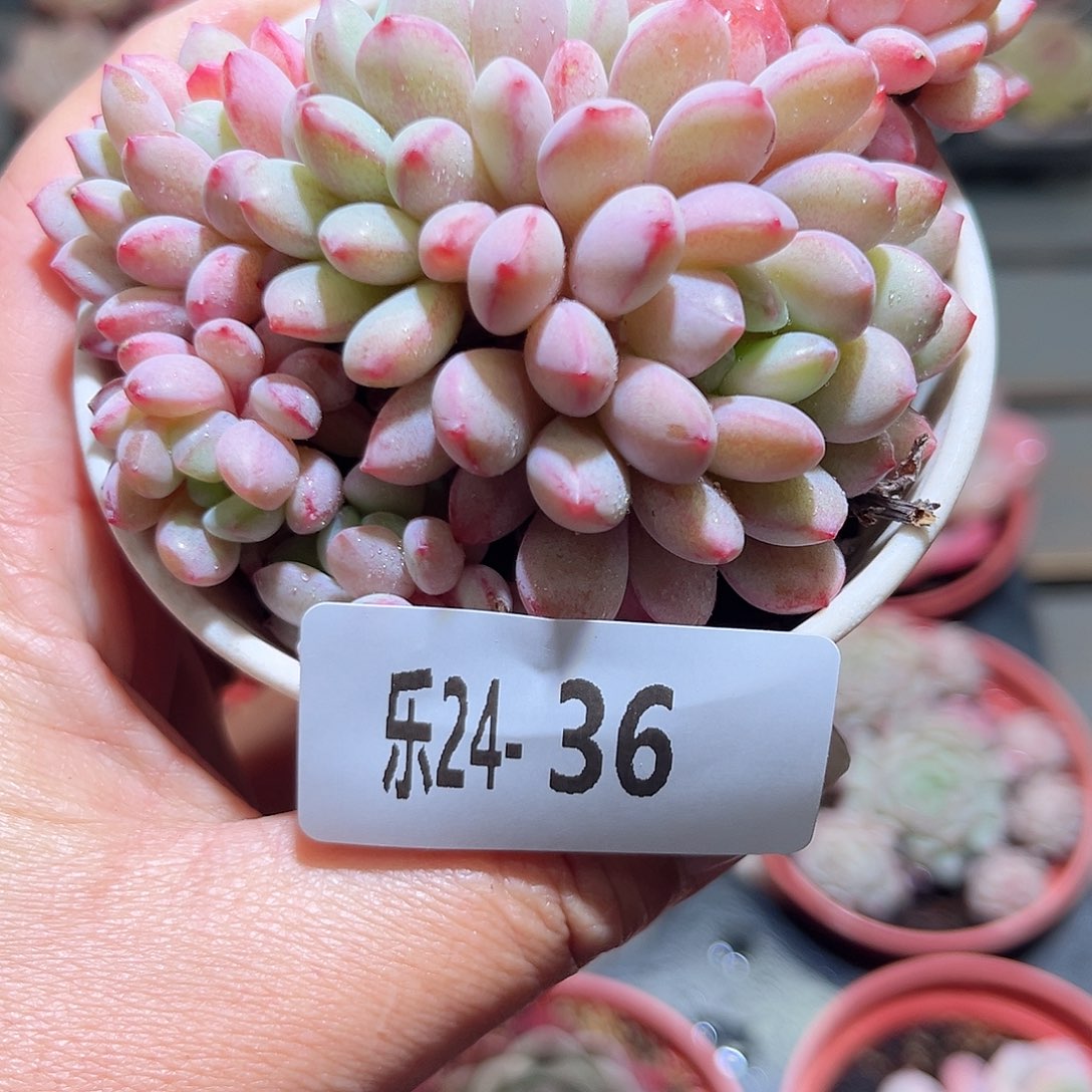 乐24-36珍珠豆不包整