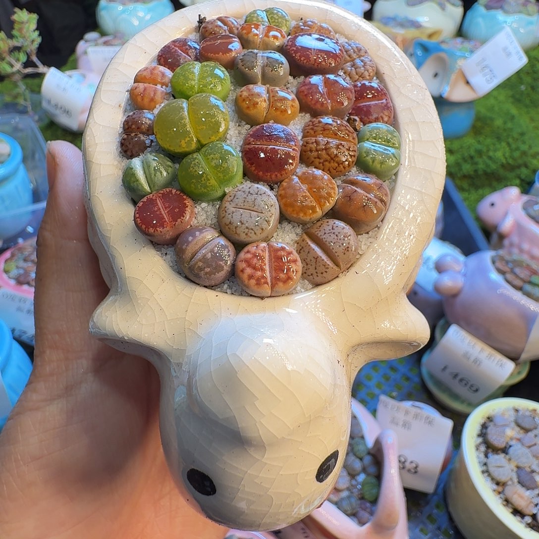 夭***~多肉植物福利冲503