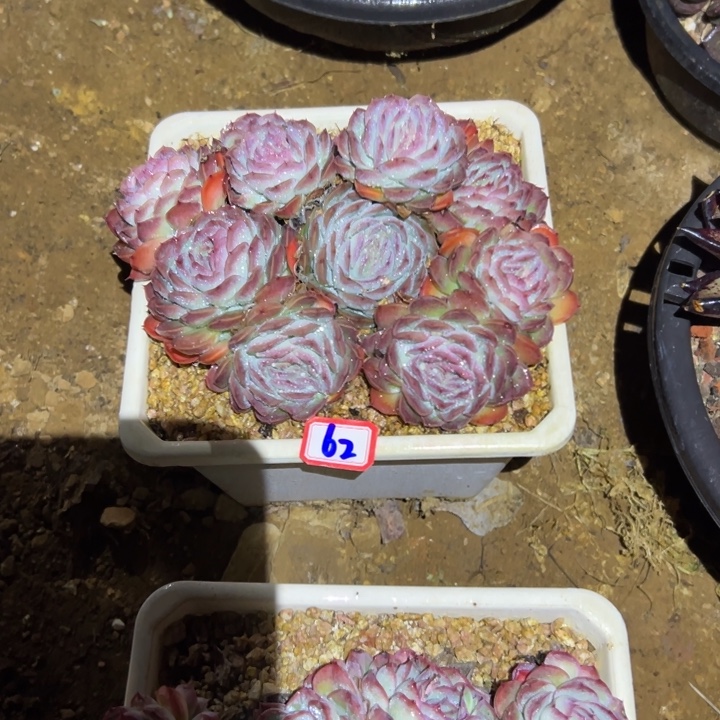 潮***趣精品多肉植物老桩