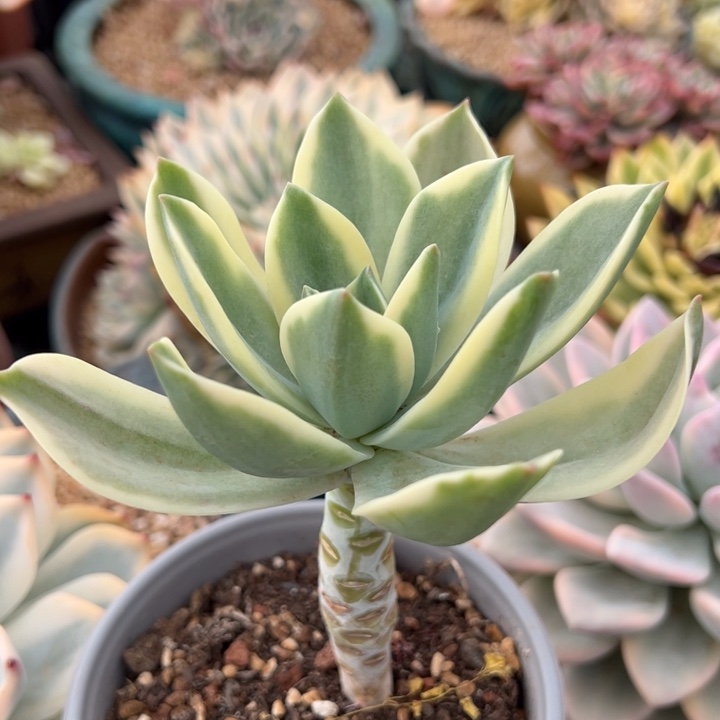 不知名锦一物一拍锦龙