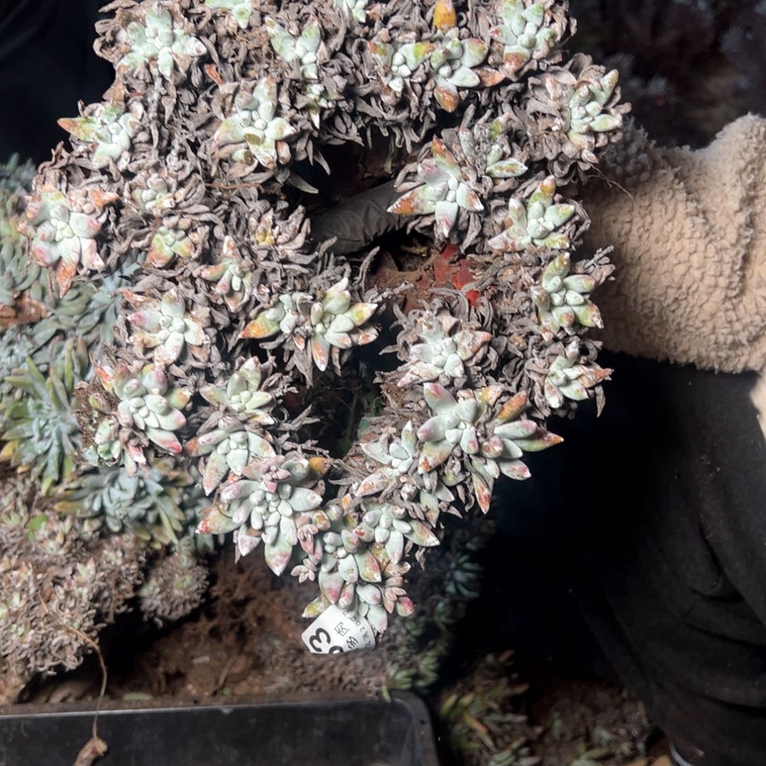 星**火5753哈哈哈哈哈哈哈哈