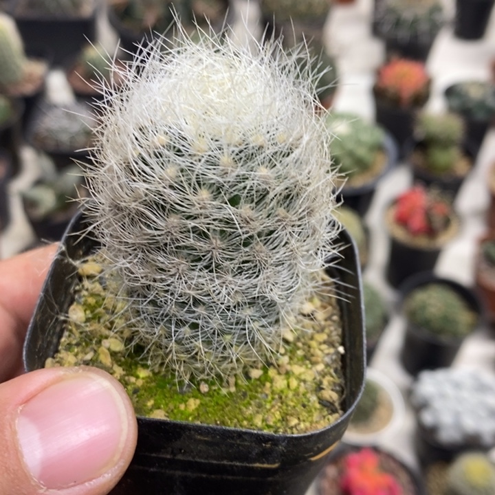 实生浑伦玉特价福利2