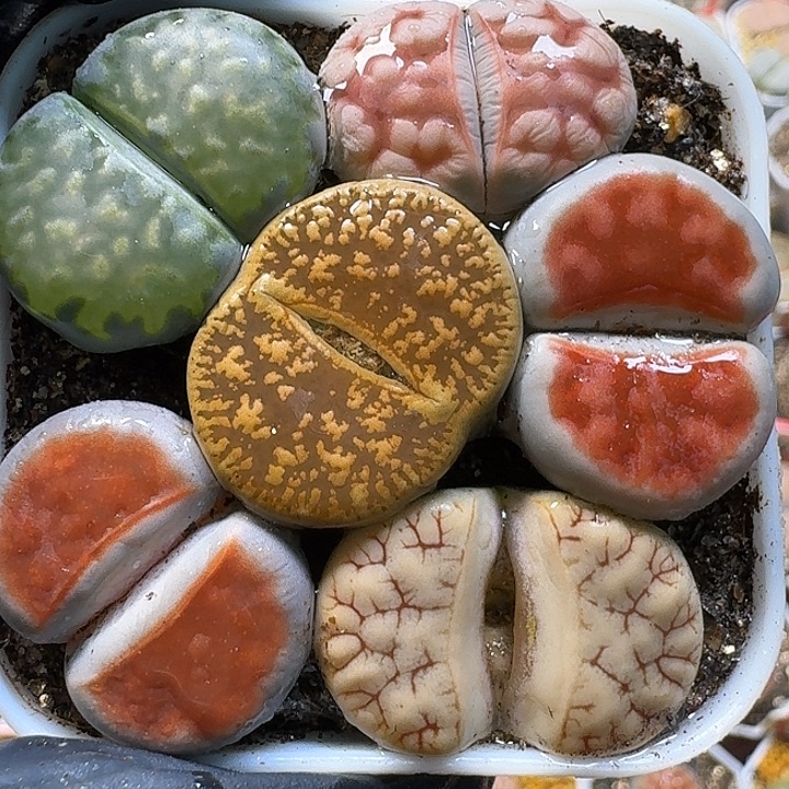 生石花1111111。   202