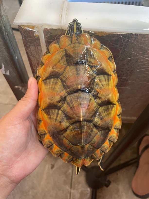 （主图仅供欣赏）大翅膀火焰活体观赏龟可养殖可煲汤适合当宠物龟