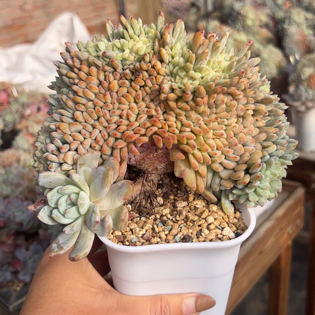 K*大鸡腿星影树缀- KK