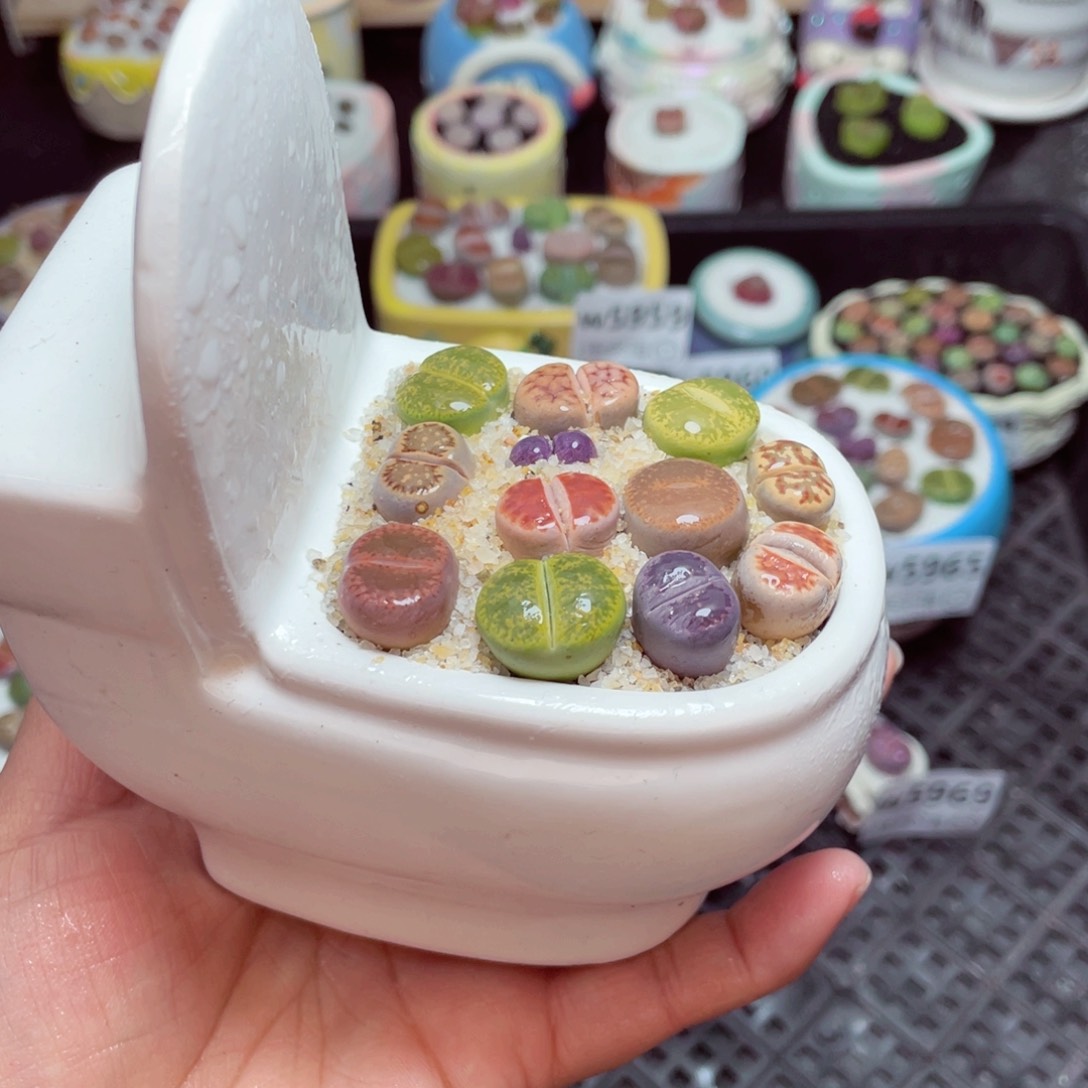 w5970 -零下地区拍保温箱-15支持寄养