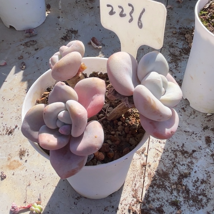 2236多肉587880.000000