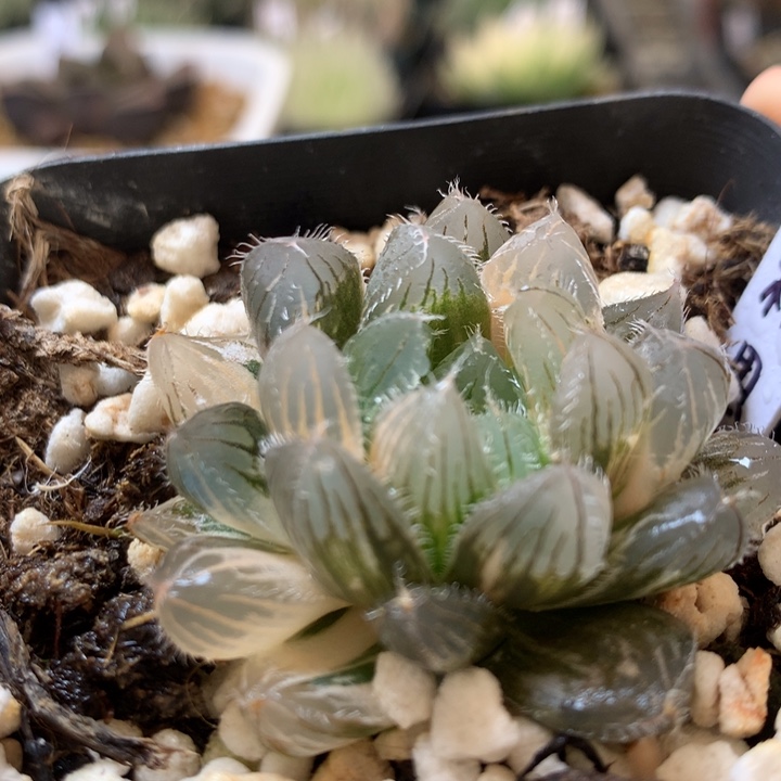 秋思玉露锦一物一拍