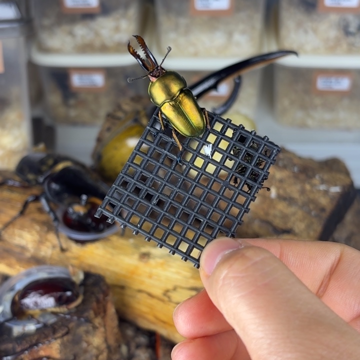 印尼金锹甲一对繁殖组