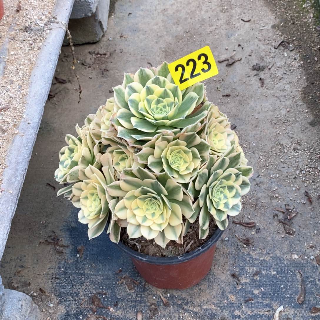 绿豆沙多肉植物223