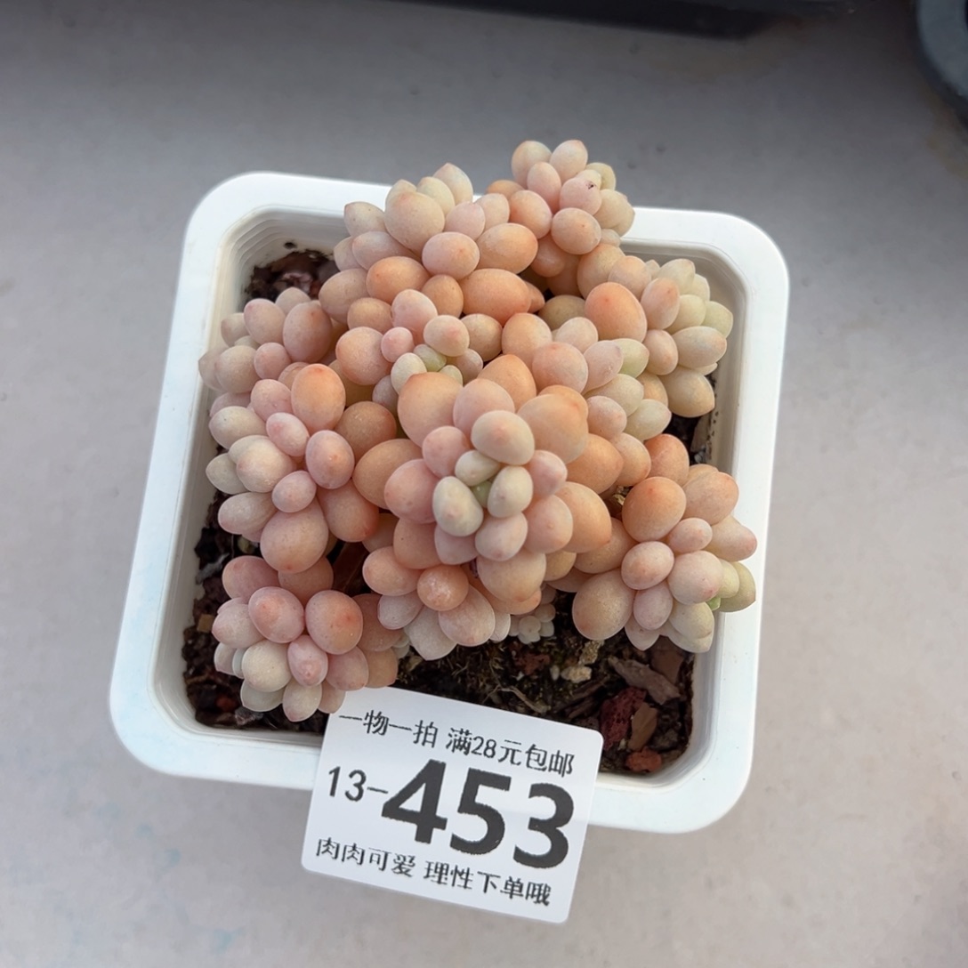 洛可可多肉多肉多肉多肉