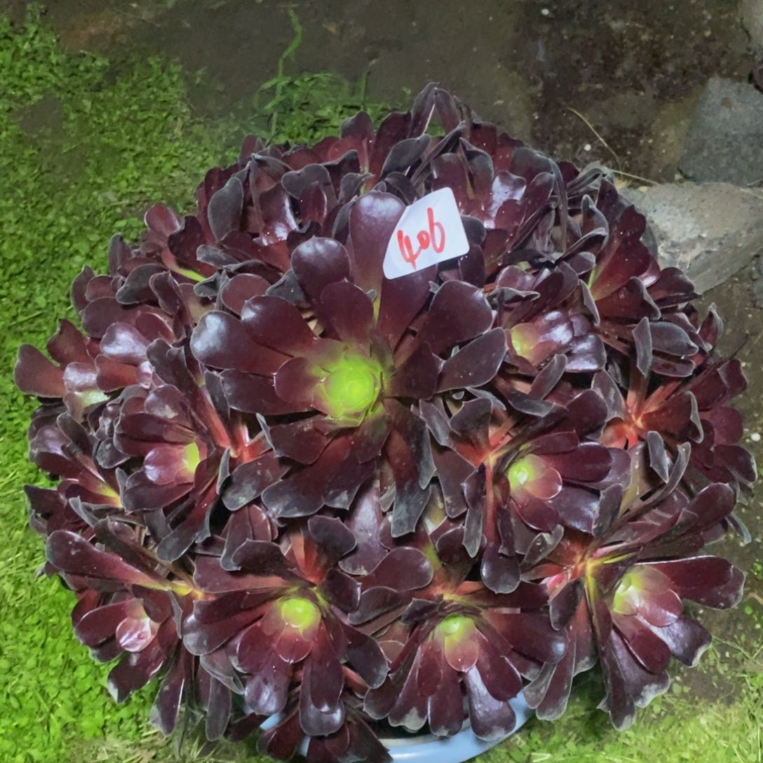 406号欧紫法师多肉