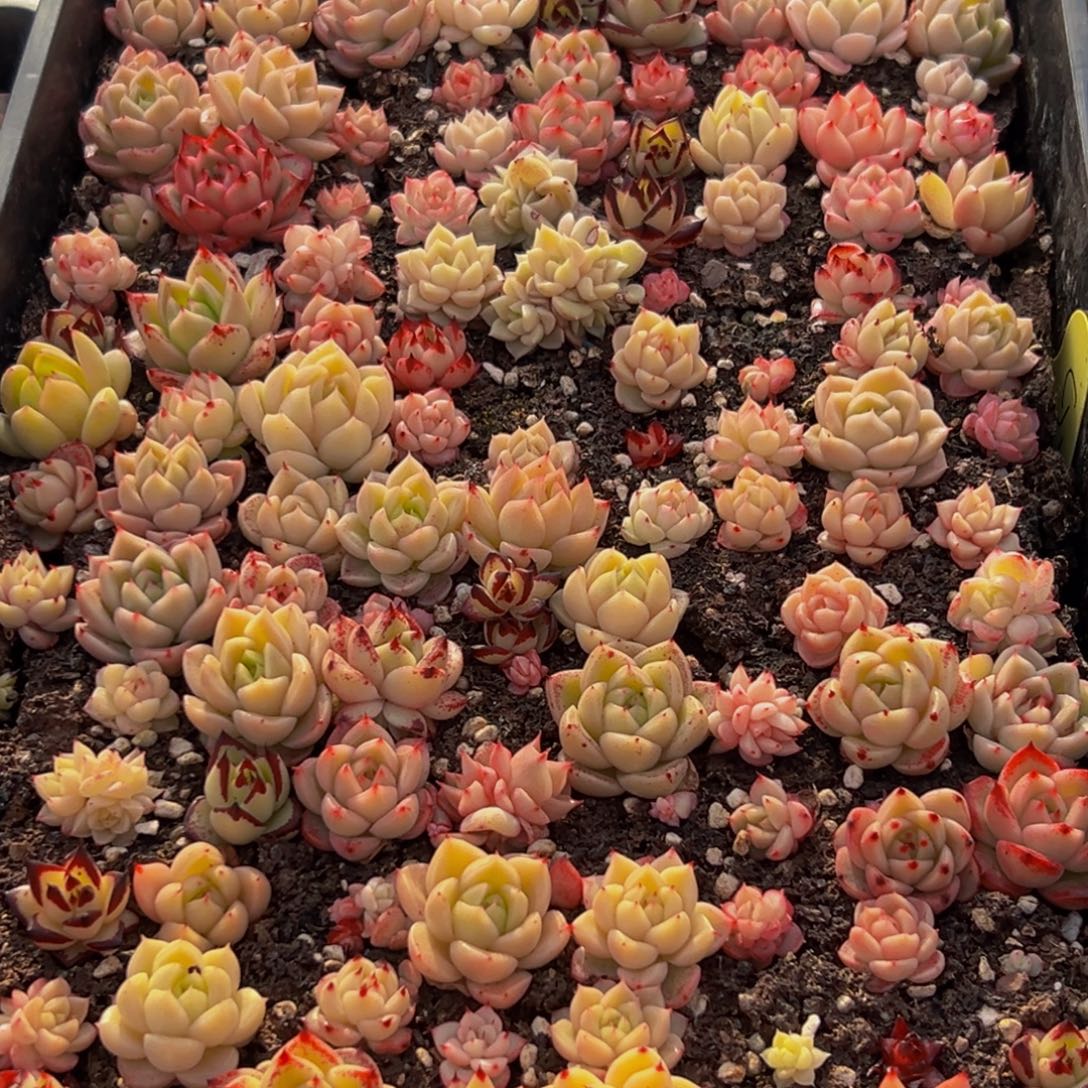 771多肉葡萄的味道是真的