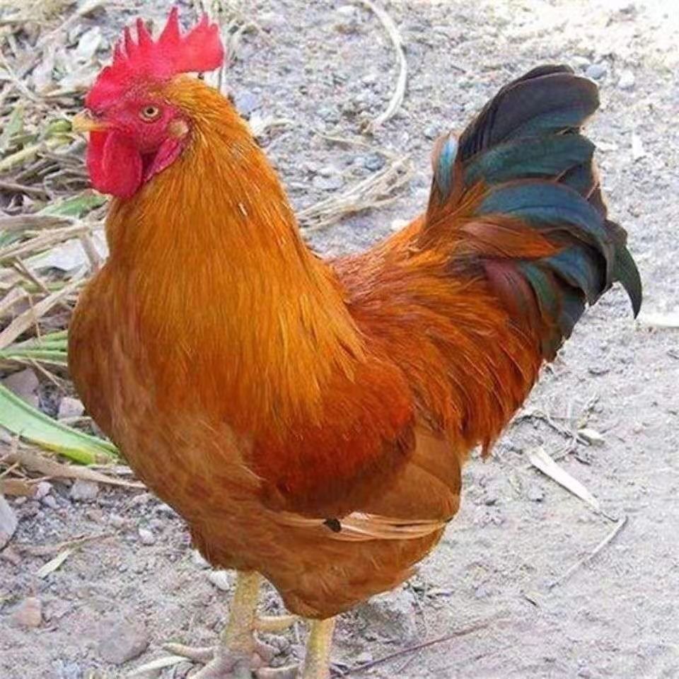 【九斤红】营养均衡适应性强饲料好喂养