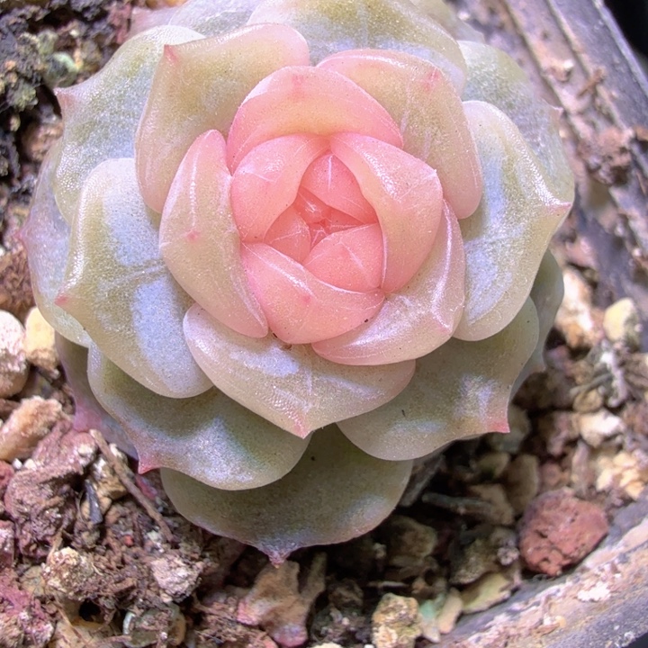 宫花玉簪多肉植物