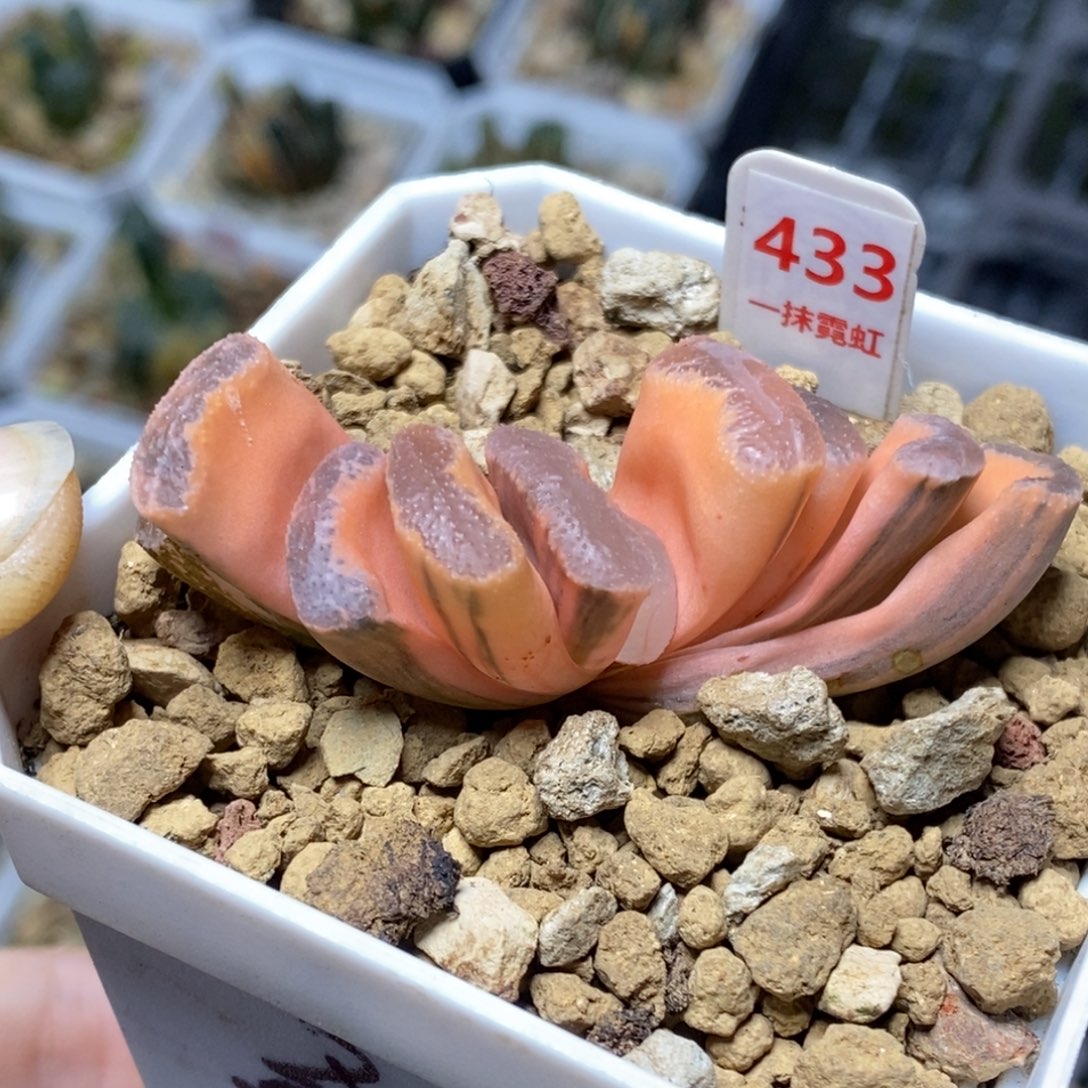 433号糊斑浮藻玉扇锦发财